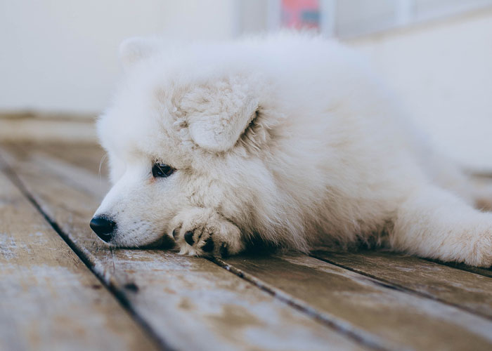 Person Refuses To Put Up With Neighbor's Kid After One Of The Balls He's Constantly Kicking Over The Fence Hits Their Puppy - 4