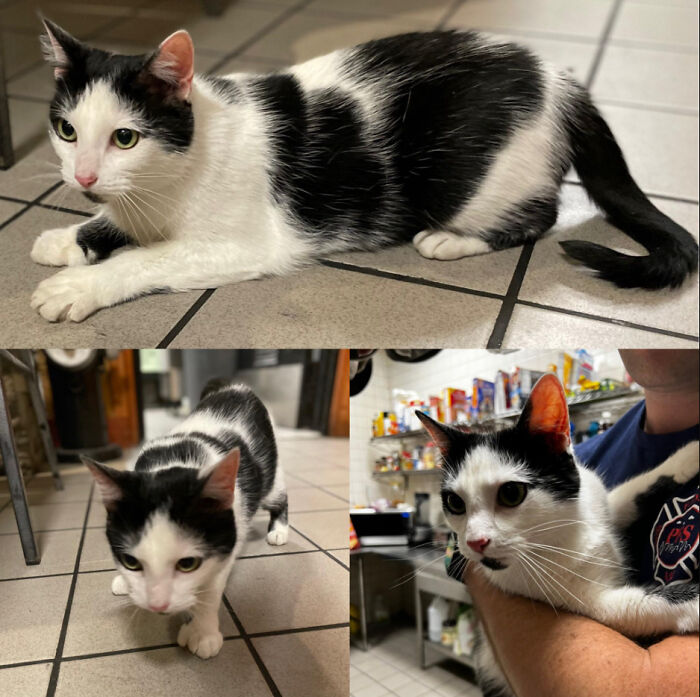 Someone Left This Cat At The Door To My Firehouse. She Has Extra Toes, Help Me Name Her 