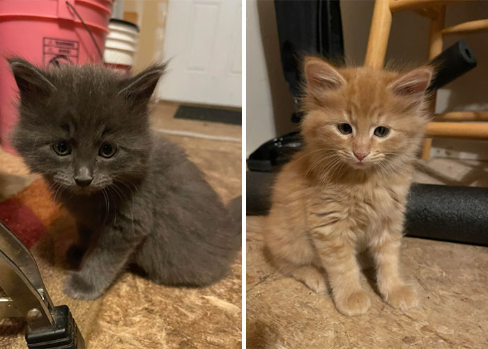 Adopted This Sweet Sibling Pair!! Name Ideas? Gray M, Orange F