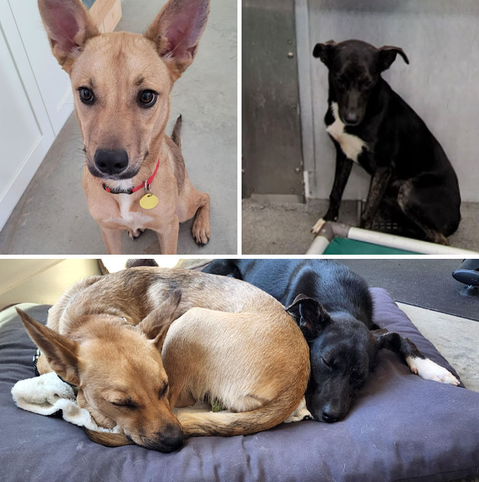 2 Shelter Dogs, One Adopted Last Week, One Adopted Last September. Now Best Friends.