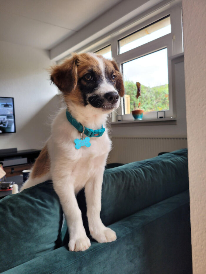 Meet Sully, A Romanian Street Dog, Who Travelled 22 Hours By Car To Join Our Little Family