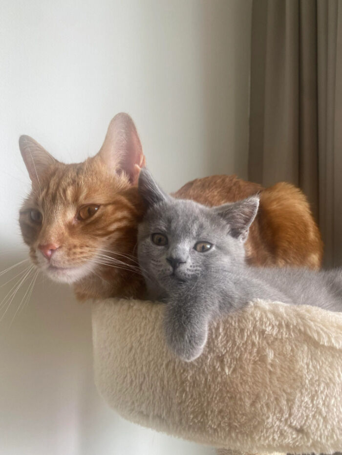 Please Help Me Name Him! I Brought The Little Grey One Home Two Weeks Ago, And Still Have No Name For Him. Photos To Show Some Of His Personality. Gingers Name Is Dammy.