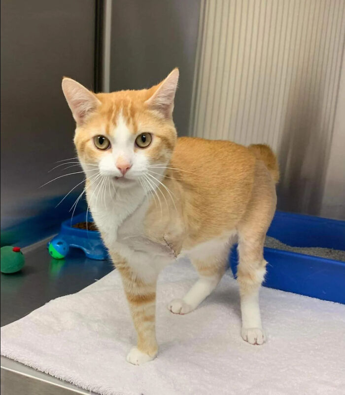 We Are Bringing This Fella Home On Tuesday. What Should We Name Him?