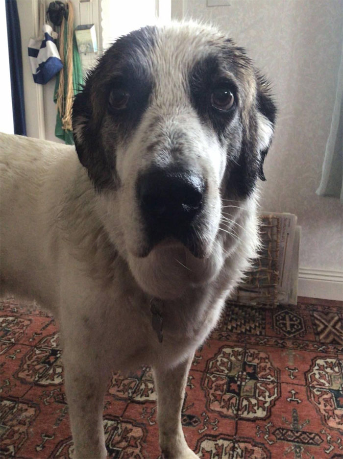 This Is Yannis, My Mother's Rescue Dog From Greece.