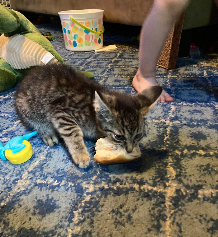 Yesterday I Rescued This Kitten From A Cruel Life As A Stray, Today He Shamelessly Stole My Son’s Lunch. I’ve Taken In A Criminal.