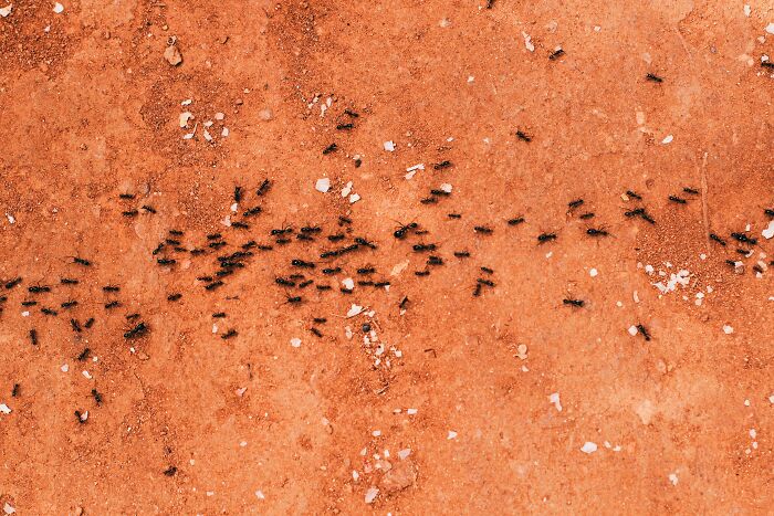 Close-up of ants walking on dry soil, illustrating a natural scene related to what was better in the past discussion.