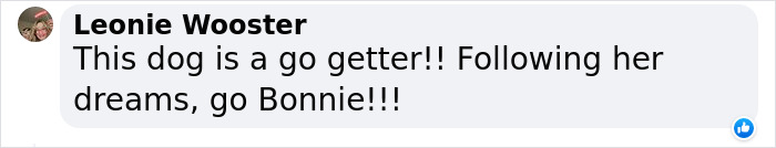 Dog Runs Away From Home And Returns With Dog Show Rosette - 15