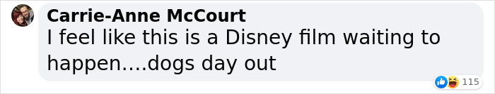 Dog Runs Away From Home And Returns With Dog Show Rosette - 7