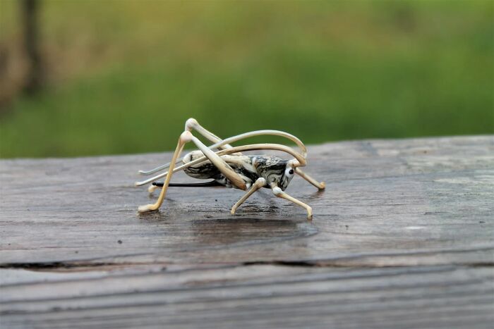 I Make Miniature Animals And Insects Out Of Glass
