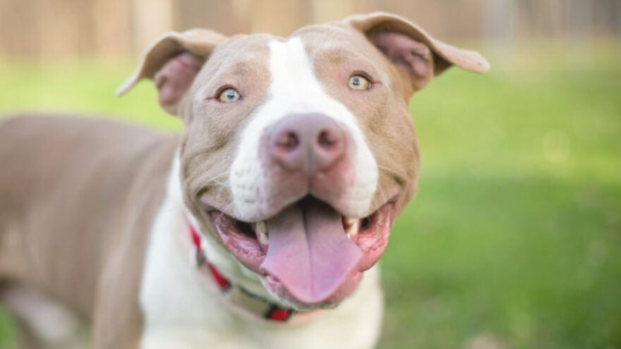 Pitbulls Are More Adorable That Scary. Here Are 5 Pictures To Prove It! Pitbulls Are More Adorable That Scary. Here Are 5 Pictures To Prove It!