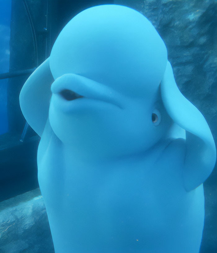 Bailey telepathically speaking 