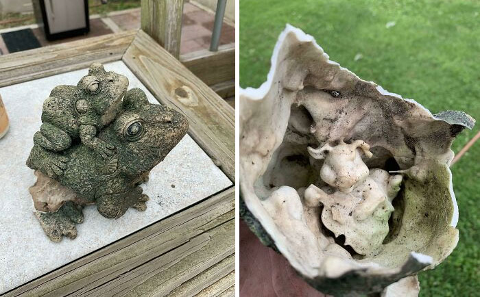 I Broke A Yard Decoration That Had 2 Frogs And Found Inside 1 Pig Playing Guitar