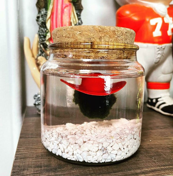 My Moss Ball Came With Its Own Tiny Cowboy Hat