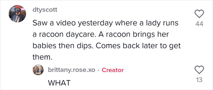 Proud Raccoon Momma Brings Her 4 Kids To Meet The Lady That&rsquo;d Been Feeding Her