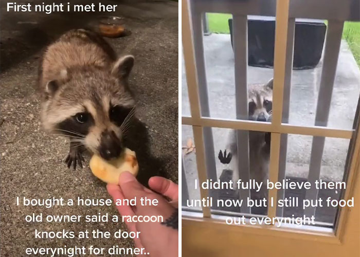 Proud Raccoon Momma Brings Her 4 Kids To Meet The Lady That&rsquo;d Been Feeding Her