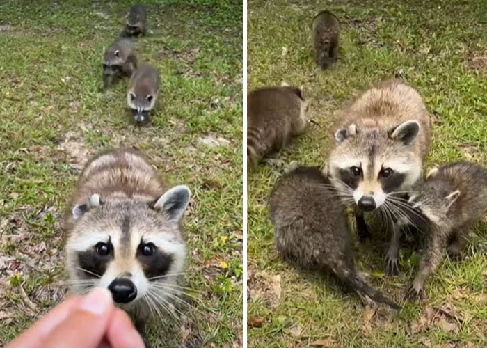 Proud Raccoon Momma Brings Her 4 Kids To Meet The Lady That’d Been Feeding Her