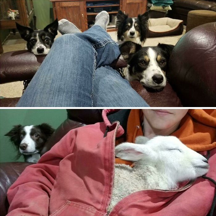 When You Have A House Full Of Sheepdogs And A Chilled Lamb That Needs Warming