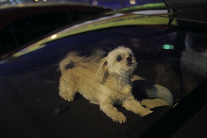 To Show How Dangerous It Is To Leave A Dog In A Car On A Hot Day, RSPCA Officer Trapped Himself In A Car For 25 Minutes - 1
