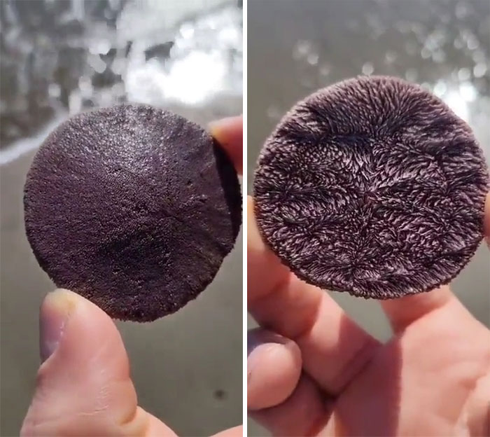 When Something From The Depths Below Makes It's Way Onto Land