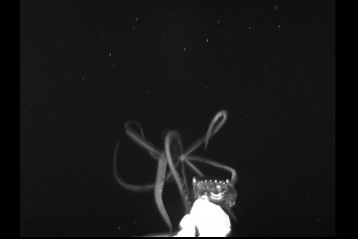 Rare Footage Of The Giant Squid, Filmed A Few Miles From The Appomattox Deepwater Oil Rig