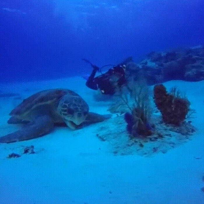 Huge Loggerhead