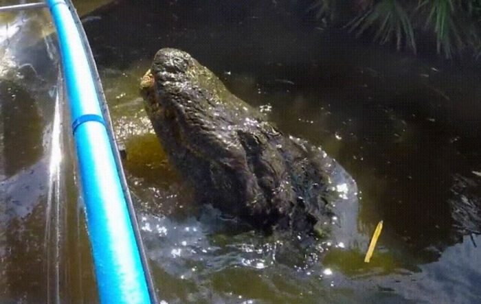 Rising Up From The Murky Water Next To My Kayak