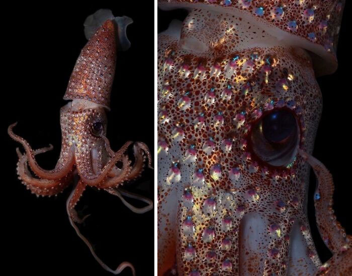 The ‘Strawberry Squid’ Lives In A Region Of The Ocean Known As The Mesopelagic Or "Twilight" Zone, 200 To 1000 Meters Below The Surface [photo By Paul Caiger]