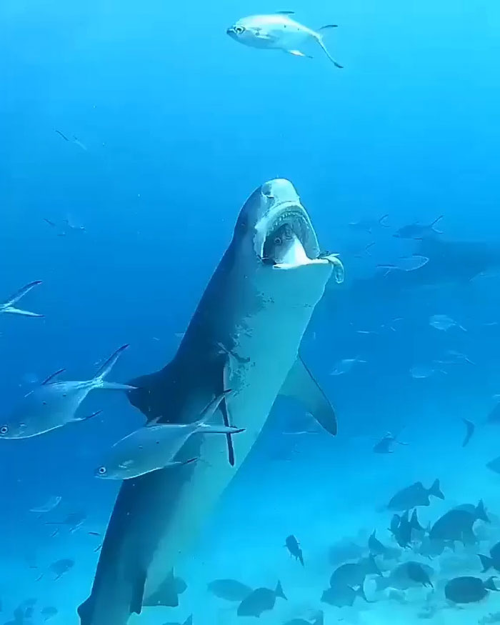 No One Likes A Show Off, But Still Worth Sharing, I Thought!