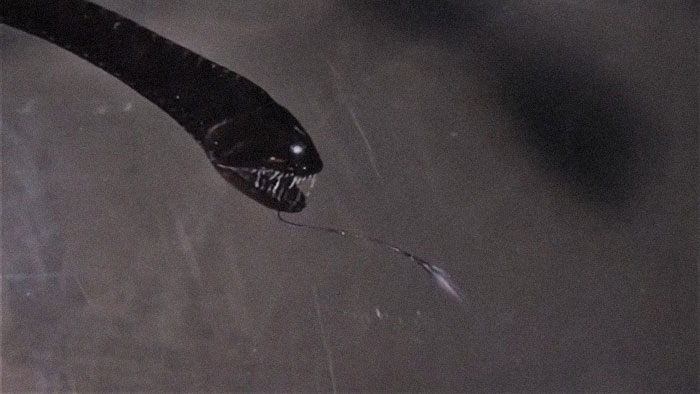 The Pacific Blackdragon