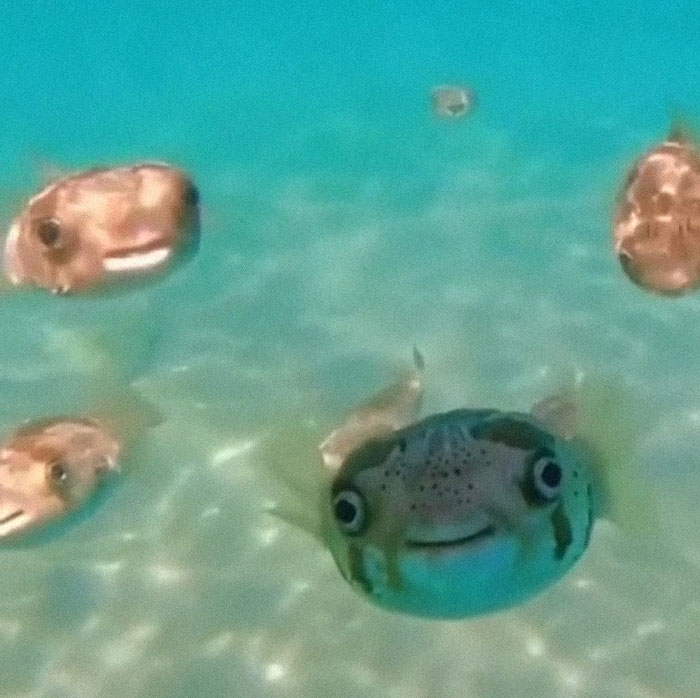 Okey, I Have To Admit This Is Almost Cute... Almost