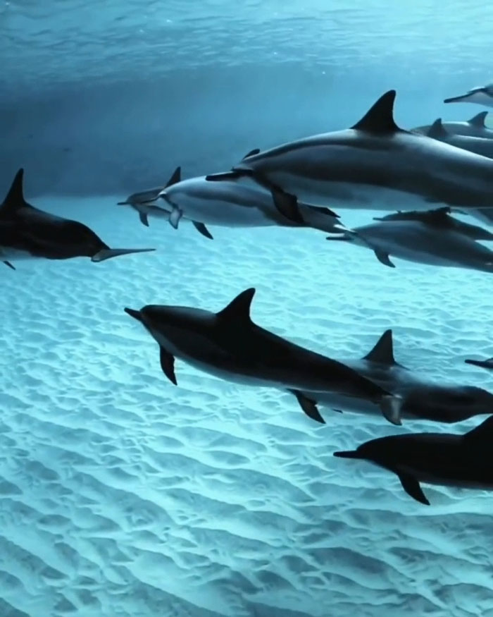 A Pod Of Spinner Dolphins