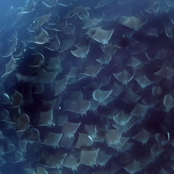 Mobula Ray Migration In The Sea Of Cortez