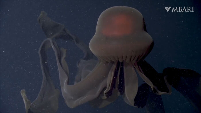 The Giant Phantom Jelly