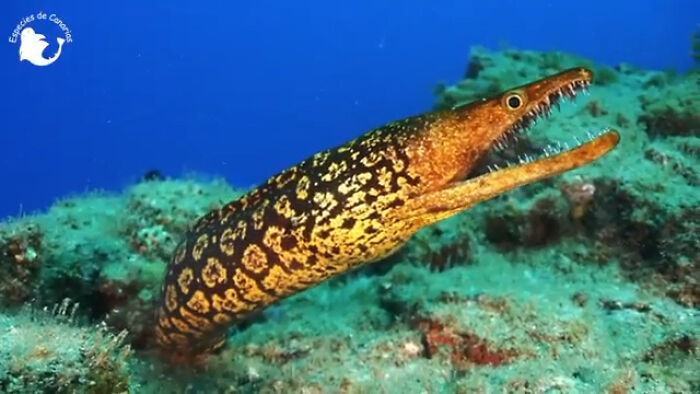 The Fangtooth Moray Has A Mouthful Of Semi-Transparent Teeth That Looks Like Glass