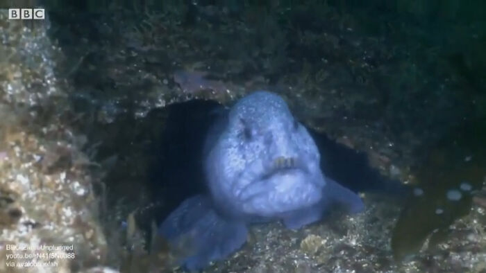 Large Wolf Eels Are Curious And Are Rarely Aggressive