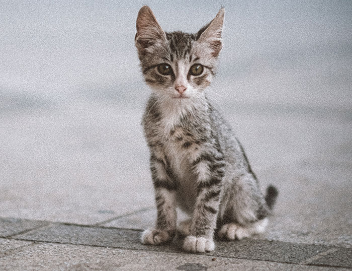 I Walked The Streets Of Limassol, Cyprus To Take Pictures Of Stray Cats There (16 New Pics)
