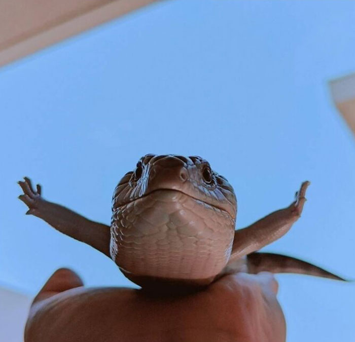 Gracias, adoro a este lagarto que finge volar