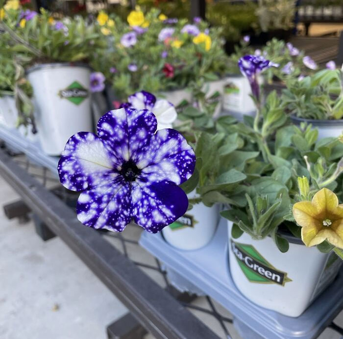 This Flower I Found Looks Like A Galaxy