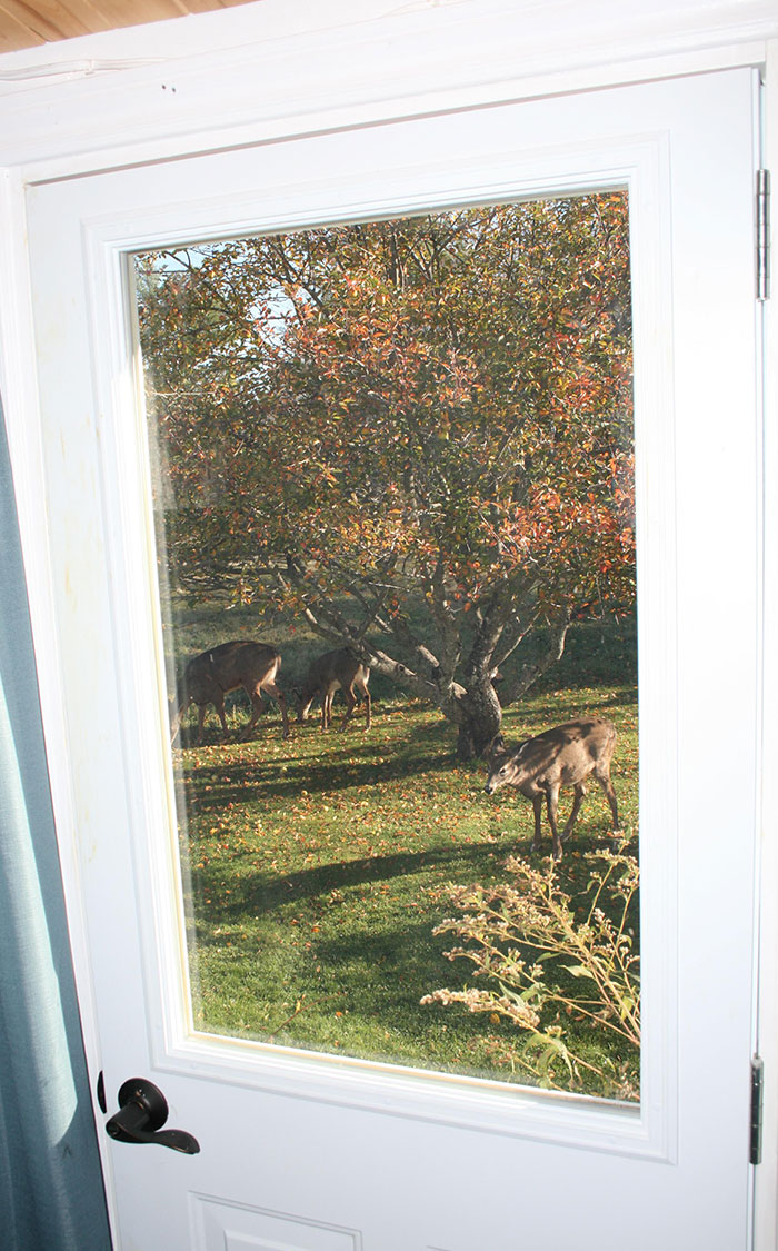 The View Out Of Our Door Looks Like A Painting