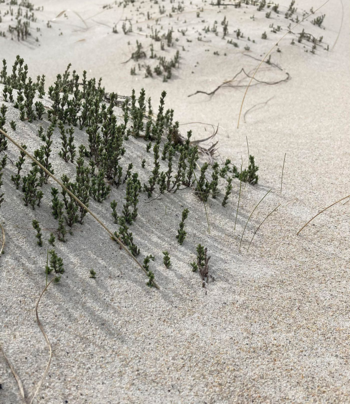 Sand Dune Looks Like A Ski Area Out In Utah