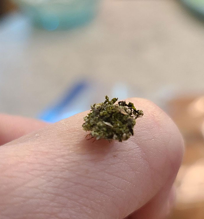 Found This Interesting Bug That Looks Like Moss