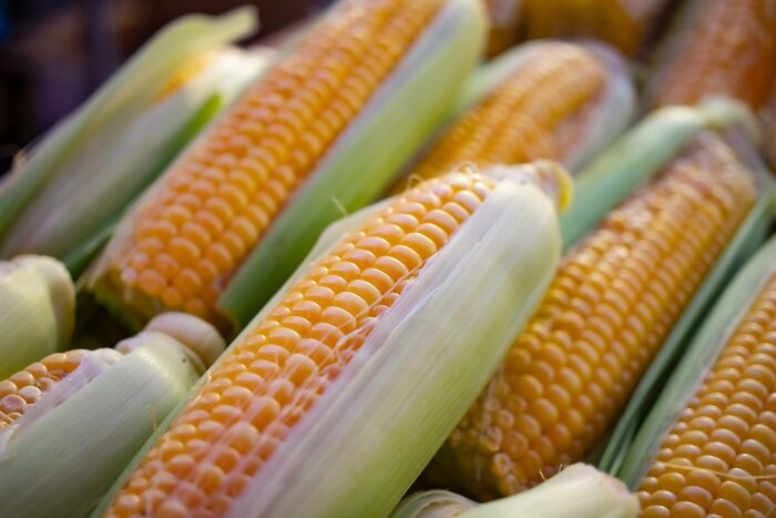 Close-up of fresh yellow corn on the cob partially husked, highlighting what was actually better in the past produce quality.