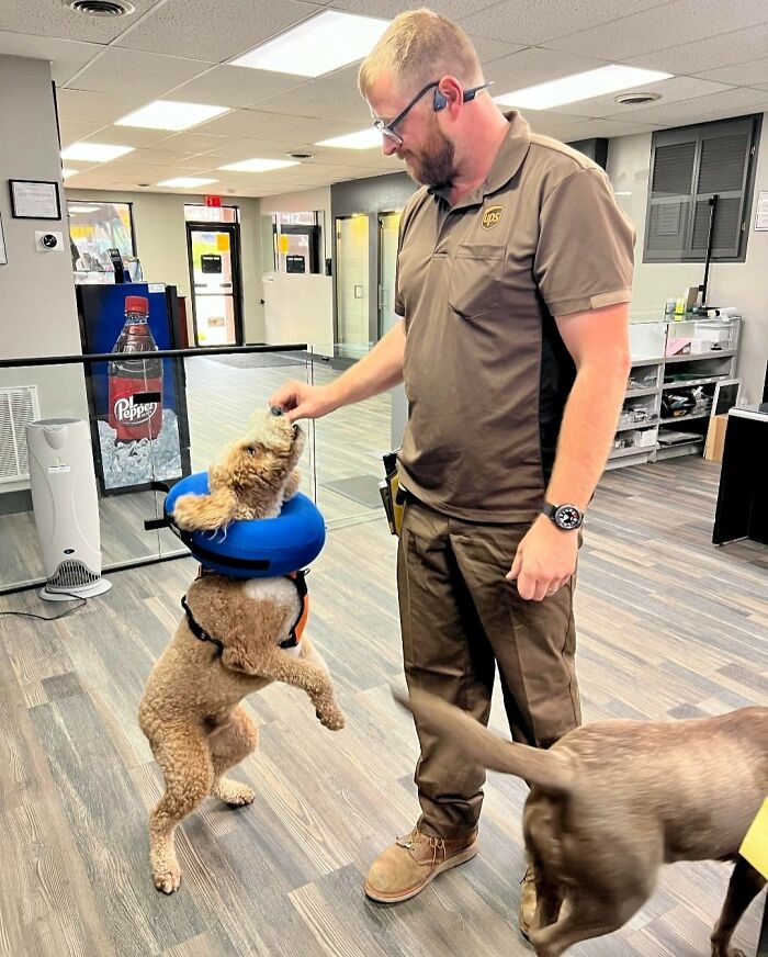 Rolla, Missouri Our Favorite Delivery Of The Day, Gulliver’s Had A Hard Week But Is Feeling Much Better After A Treat!