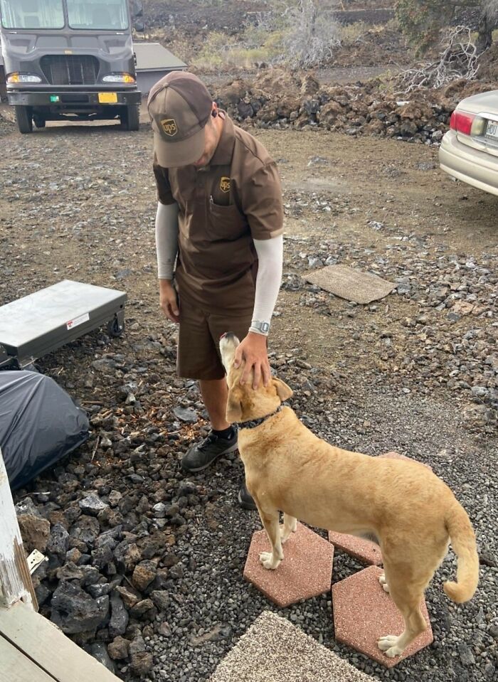 Our Dog Lady Met Her First UPS Guy, Sam. She Loves Him And Looks Forward To More Encounters! In Ocean View, Hawaii