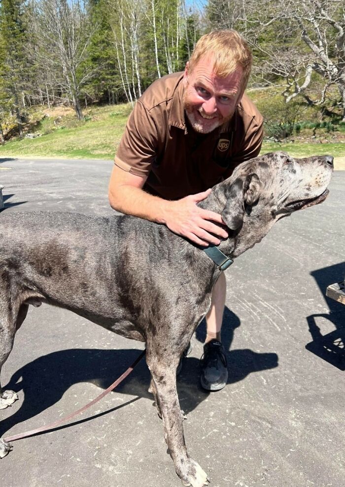 Dennis es un favorito de los fans en Greenville, Maine, con mis 4 grandes daneses. Aquí está fotografiado con Finnegan