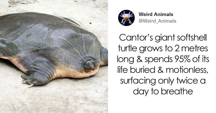 Twitter Page Shares 50 Animals That You Probably Haven’t Seen Before