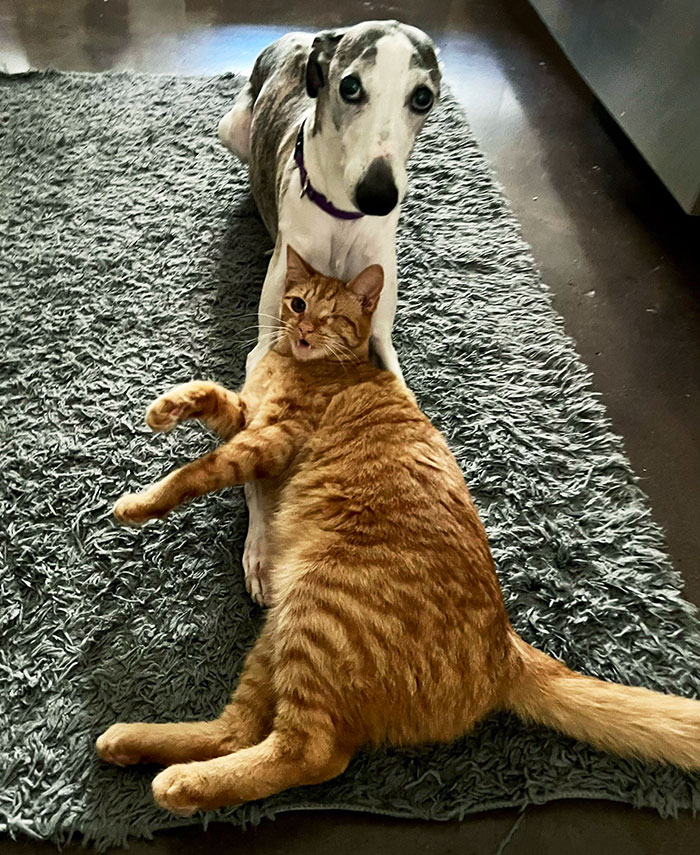 Uno Keeps An Eye On His Brother