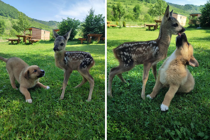 The Joy Of A Morning In The Country