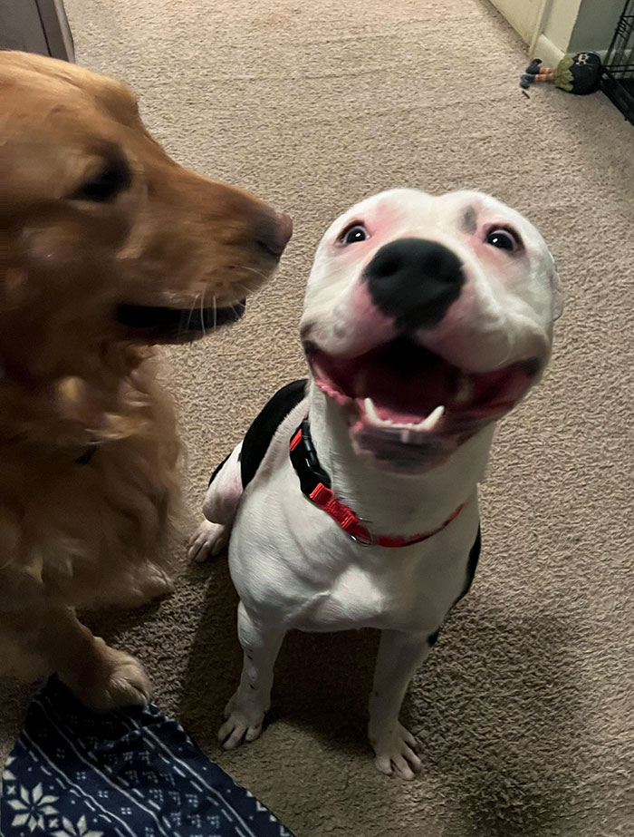 Our Rescue Pittie. The Happiest Boy Ever