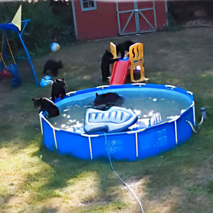 Several adorable black bear cubs playing around and inside a blue above ground pool in a backyard setting.